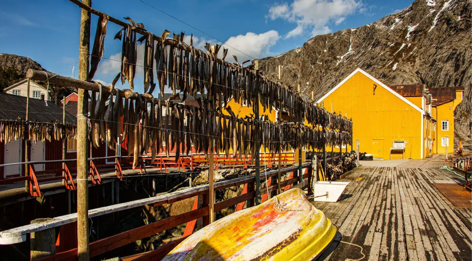Traditional stockfish drying racks with a yellow rorbu on the Lofoten shore
