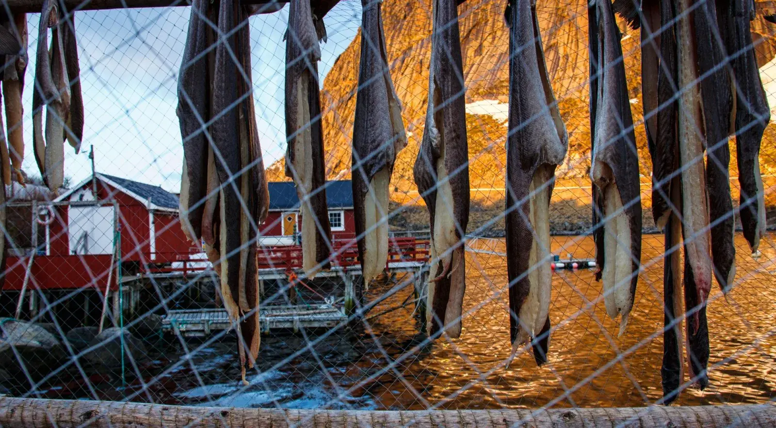 Close-up of dried cod (stockfish) hanging on wooden racks, a Lofoten tradition
